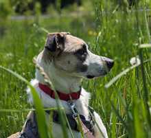 SKY, Hund, Mischlingshund in Hohenschäftlarn - Bild 11