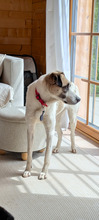 SKY, Hund, Mischlingshund in Hohenschäftlarn - Bild 2