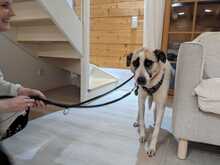 SKY, Hund, Mischlingshund in Hohenschäftlarn - Bild 3