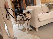 SKY, Hund, Mischlingshund in Hohenschäftlarn - Bild 4