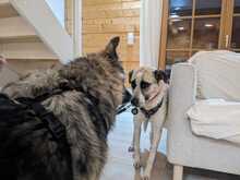 SKY, Hund, Mischlingshund in Hohenschäftlarn - Bild 5