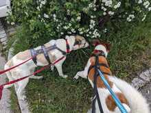 SKY, Hund, Mischlingshund in Hohenschäftlarn - Bild 6