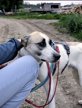 SKY, Hund, Mischlingshund in Hohenschäftlarn - Bild 7