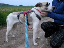 SKY, Hund, Mischlingshund in Hohenschäftlarn - Bild 8