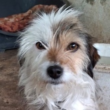HASI, Hund, Mischlingshund in Griechenland