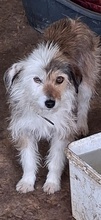 HASI, Hund, Mischlingshund in Bochum - Bild 10