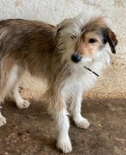 HASI, Hund, Mischlingshund in Bochum - Bild 11
