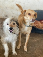 HASI, Hund, Mischlingshund in Bochum - Bild 12