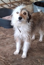 HASI, Hund, Mischlingshund in Bochum - Bild 13