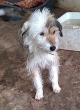 HASI, Hund, Mischlingshund in Bochum - Bild 14