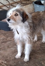 HASI, Hund, Mischlingshund in Bochum - Bild 15