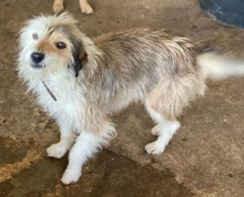 HASI, Hund, Mischlingshund in Bochum - Bild 2