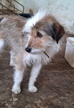 HASI, Hund, Mischlingshund in Bochum - Bild 3