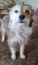 HASI, Hund, Mischlingshund in Bochum - Bild 5