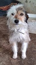 HASI, Hund, Mischlingshund in Bochum - Bild 8