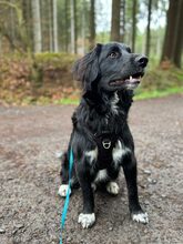 ARIS, Hund, Mischlingshund in Idar-Oberstein - Bild 1