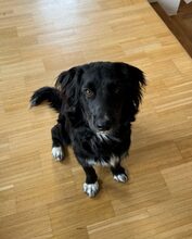 ARIS, Hund, Mischlingshund in Idar-Oberstein - Bild 2
