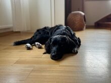 ARIS, Hund, Mischlingshund in Idar-Oberstein - Bild 3