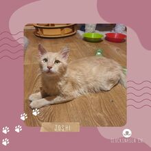 JOSHI, Katze, Europäisch Kurzhaar in Bulgarien - Bild 1