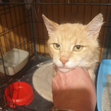 JOSHI, Katze, Europäisch Kurzhaar in Bulgarien - Bild 2