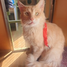 JOSHI, Katze, Europäisch Kurzhaar in Bulgarien - Bild 3