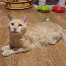 JOSHI, Katze, Europäisch Kurzhaar in Bulgarien - Bild 4