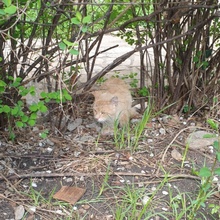 JOSHI, Katze, Europäisch Kurzhaar in Bulgarien - Bild 5