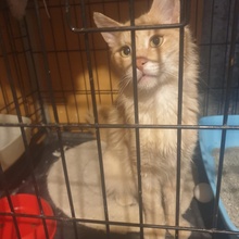 JOSHI, Katze, Europäisch Kurzhaar in Bulgarien - Bild 6