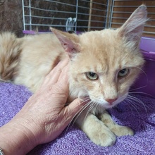 JOSHI, Katze, Europäisch Kurzhaar in Bulgarien - Bild 7