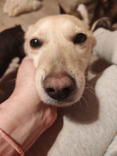 BORA, Hund, Mischlingshund in Ungarn - Bild 1