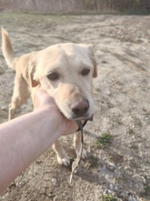 BORA, Hund, Mischlingshund in Ungarn - Bild 2