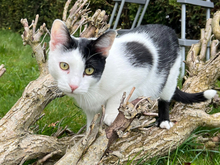 DAVE, Katze, Europäisch Kurzhaar in Griechenland