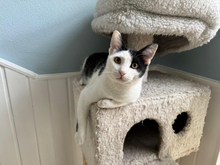 DAVE, Katze, Europäisch Kurzhaar in Griechenland - Bild 2