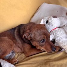 JOSCHKA, Hund, Mischlingshund in Rumänien - Bild 1