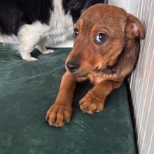 JOSCHKA, Hund, Mischlingshund in Rumänien - Bild 2