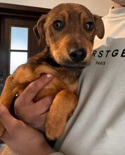 JOSCHKA, Hund, Mischlingshund in Rumänien - Bild 3