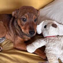 JOSCHKA, Hund, Mischlingshund in Rumänien - Bild 4
