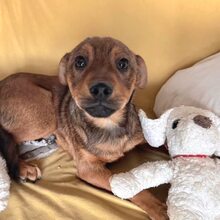JOSCHKA, Hund, Mischlingshund in Rumänien - Bild 5