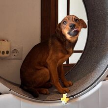 JOSCHKA, Hund, Mischlingshund in Rumänien - Bild 6