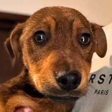 JOSCHKA, Hund, Mischlingshund in Rumänien - Bild 7