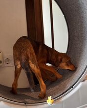 JOSCHKA, Hund, Mischlingshund in Rumänien - Bild 8