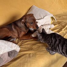 JOSCHKA, Hund, Mischlingshund in Rumänien - Bild 9