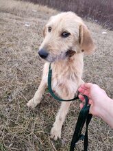 FREDI, Hund, Mischlingshund in Ungarn - Bild 1