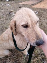 FREDI, Hund, Mischlingshund in Ungarn - Bild 2