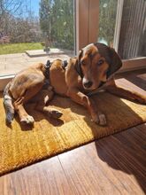 GERRY, Hund, Mischlingshund in Neufarn - Bild 1