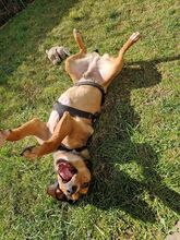 GERRY, Hund, Mischlingshund in Neufarn - Bild 2