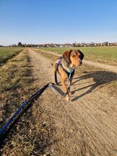 GERRY, Hund, Mischlingshund in Neufarn - Bild 3