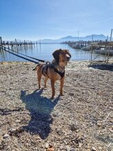 GERRY, Hund, Mischlingshund in Neufarn - Bild 4