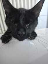 MARLEY, Katze, Europäisch Kurzhaar in Netphen - Bild 2