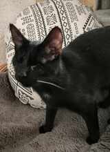 MARLEY, Katze, Europäisch Kurzhaar in Netphen - Bild 3